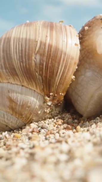 三只蜗牛正在繁殖 并纠缠在一起在沙滩上 宏观射击 垂直视频社交媒体 — 图库视频影像