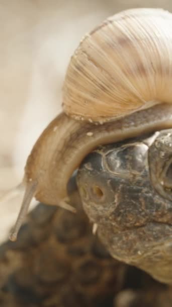 Snigel Kryper Huvudet Sköldpadda Närbild Vertikal Video Sociala Medier — Stockvideo