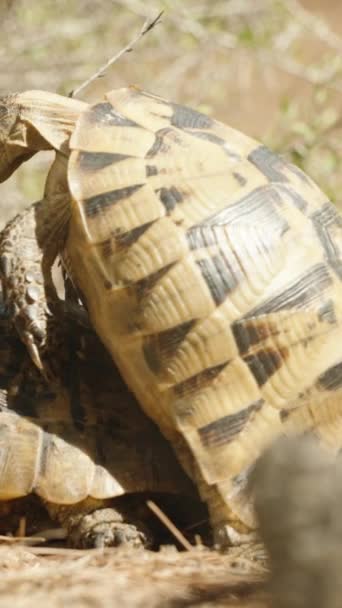 Çöldeki Kaplumbağalar Üst Üste Ağızlarını Açıp Dillerini Çıkarırlar Yakın Plan — Stok video