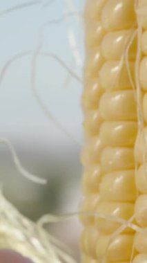 Yavaş çekimde yeşil yapraklardan ıslak mısır koçanı soyuyorum. Güneşte. Dikey video Sosyal Ortamı