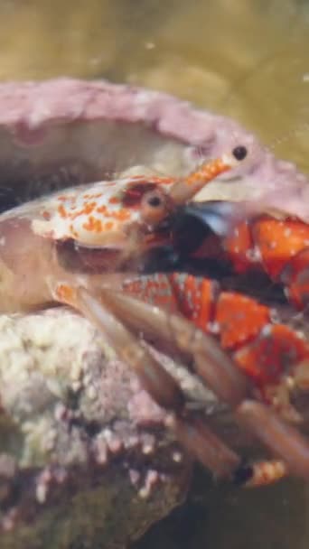 一只长着紫色旧壳的小隐士蟹 翻转和爬行了 超级宏观 垂直视频社交媒体 — 图库视频影像