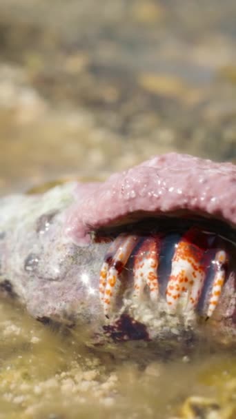 一只小寄居蟹从壳里探出头来 翻了翻宏观摄影 垂直视频社交媒体 — 图库视频影像
