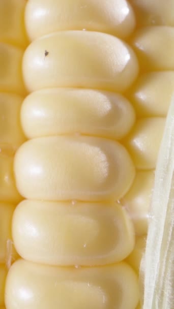 Corn Cob Leaves White Background Close Camera Slide Vertical Video — Stock Video