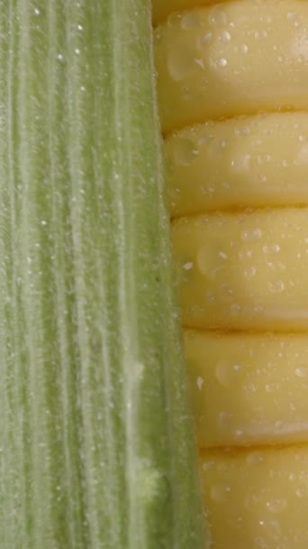 玉米芯 绿叶和水滴 特写特写 将相机滑向垂直视频社交媒体 — 图库视频影像