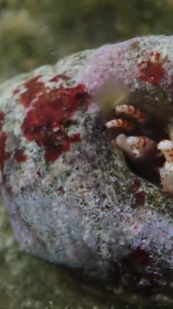 エルミット 水中のシェルから出る スーパーマクロ 垂直ビデオ ソーシャルメディア — ストック動画