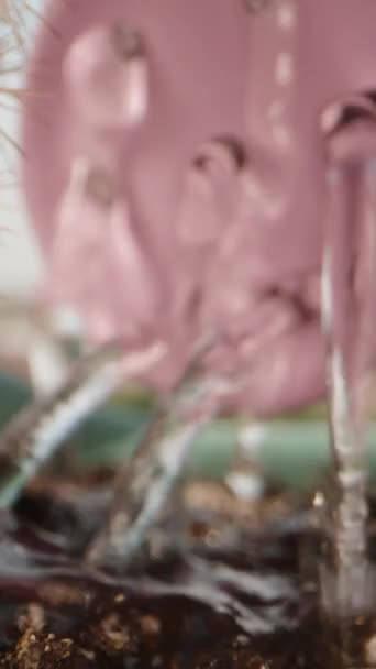 用粉红水壶浇灌小仙人掌和肉汤 多莉滑行极端特写 垂直视频社交媒体 — 图库视频影像