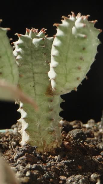 Voda Mini Kaktusy Malé Napájecí Plechovky Extrémní Detailní Záběr Vertikální — Stock video