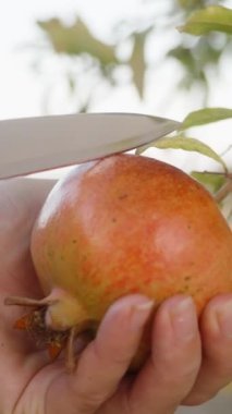 Olgun bir narı çalılığın tam ortasından kestim, kırmızı meyve suyu elime damlıyordu. Yakın plan. Dikey video Sosyal Ortamı