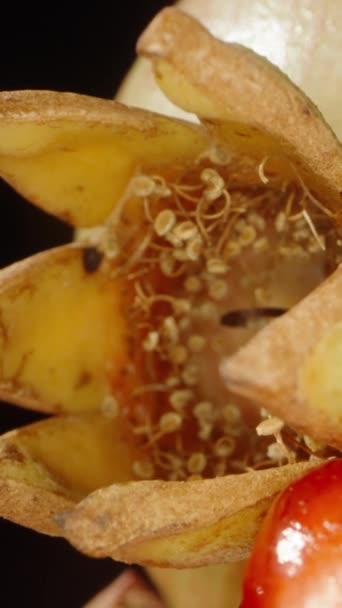 バックグラウンドのザクロの果実の上部である王冠は 赤い穀物に沿ってスライドします ドリー スライダー 極端なクローズアップ 垂直ビデオ ソーシャルメディア — ストック動画