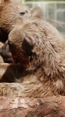 İki kahverengi ayı suda savaşıyor. Ağır çekim. Dikey video Sosyal Ortamı