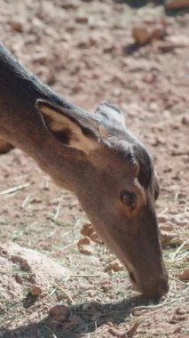 Issız bir arazide geyik kuru otlardan arta kalanları yiyor. Dikey video sosyal medya.