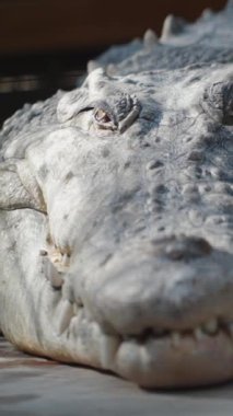 Kocaman ve şişman bir timsah hareketsiz yatar ve güneşin altında güneşlenir. Dikey video Sosyal Ortamı