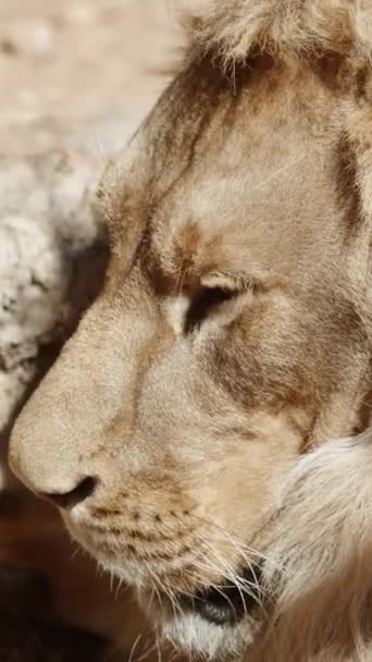 Lion Close Lying Sun Very Tired Vertical Video Social Media — Stock Video