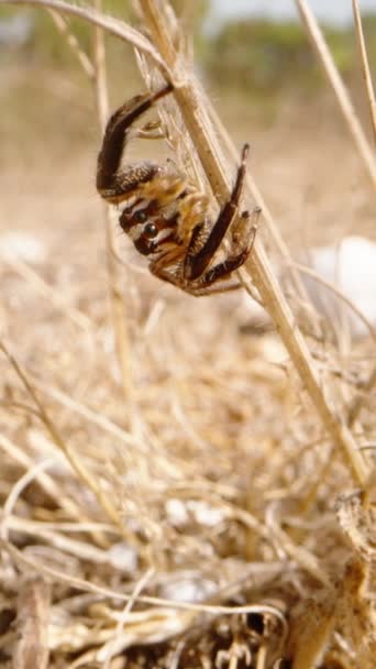 一只带条纹的蜘蛛看着我 在沙漠中干枯的草地上跳跃 垂直视频社交媒体 — 图库视频影像