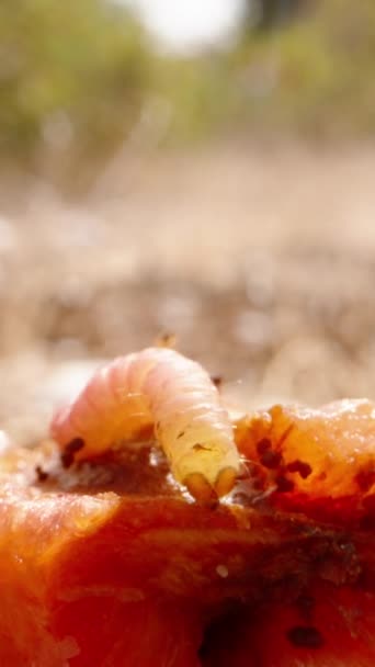 Caterpillar Crawls Red Plum Sun Dolly Slider Extreme Close Vertical — Stock Video