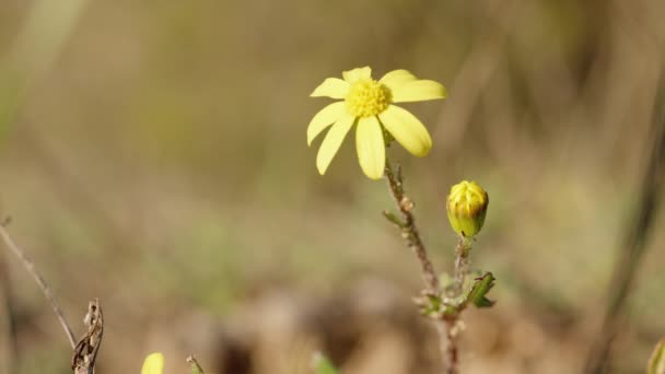 Маленький Жёлтый Цветок Лесу Жук Ползает Нему Солнечный Лес Макро — стоковое видео
