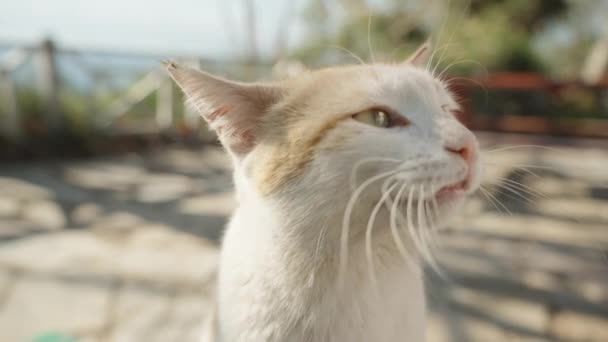 Białym Bezdomnym Kotem Jest Chrypką Meowsem Zbliżenie Słoneczna Pogoda — Wideo stockowe
