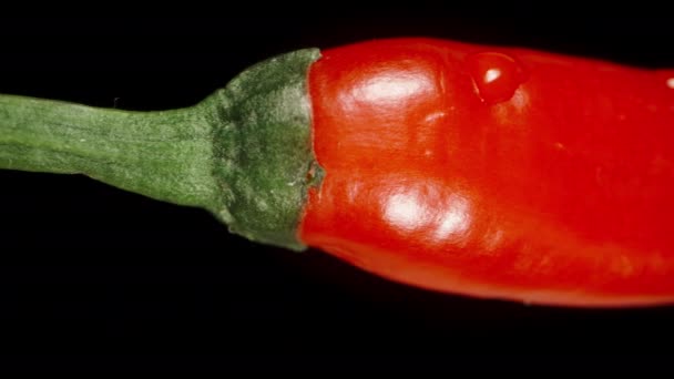 Burning Spicy Red Chili Pepper Water Droplets Isolate Black Background — Stock Video