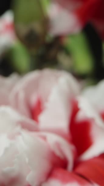 Kimppu Kukkia Punainen Valkoinen Neilikat Mustalla Taustalla Dolly Liukusäädintä Äärimmäinen — kuvapankkivideo
