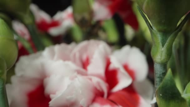 Kytice Květy Červených Bílých Karafiátů Černém Pozadí Dolly Slider Extrémní — Stock video