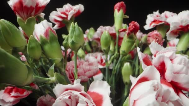 Kamera Zatrzymuje Się Bukiecie Czerwono Białych Goździków Bukiet Kwiatów Środku — Wideo stockowe