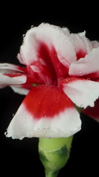 Czerwono Biały Kwiat Goździka Kropelkami Wody Obracające Się Czarnym Tle — Wideo stockowe