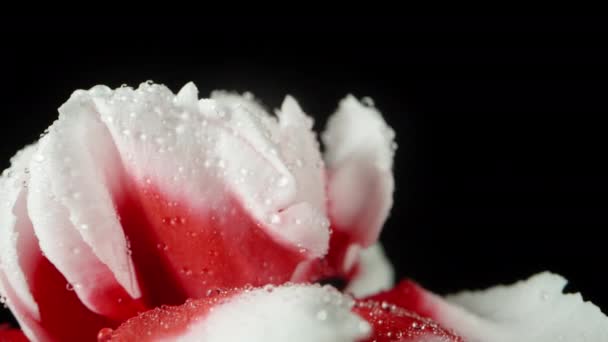 Red White Carnation Petals Water Droplets Them Rotates Black Background — Stock Video