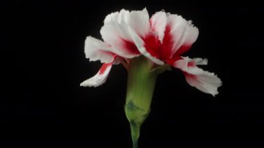 Tek bir kırmızı ve beyaz karanfil tomurcuğu siyah bir arkaplanda döner ve izole edilir..