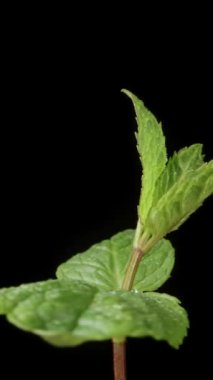 Nane yaprakları, siyah arka planda dönüyor, yakın plan. Bir damla su. Yukarıdan bak. Dikey video Sosyal Ortamı