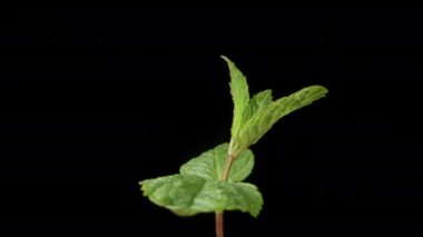 Nane yaprakları, siyah arka planda dönüyor, yakın plan. Su damlaları.