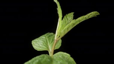 Yeşil Naneli Makro Yapraklar. Üzerlerine bir damla su dök. Dönüyor. Siyah arkaplanda izole et.