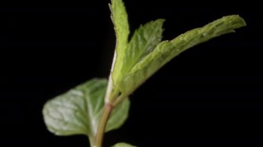 Top Mint yaprakları siyah arkaplanda, su damlaları üstlerinde, Dolly kaydırma makrosu