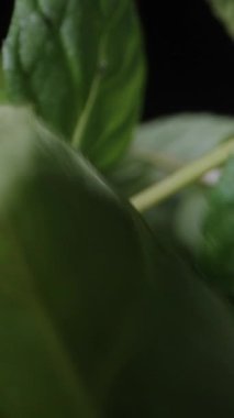 Siyah zemin üzerinde su damlaları halinde güzel yeşil nane yaprakları. Dolly Slider aşırı yakın çekim. Dikey video Sosyal Ortamı