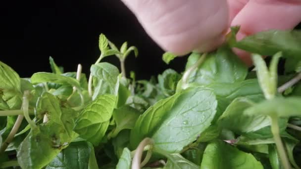 Camera Slowly Slides Leaves Green Mint While Pluck Top Leaves — Stock Video