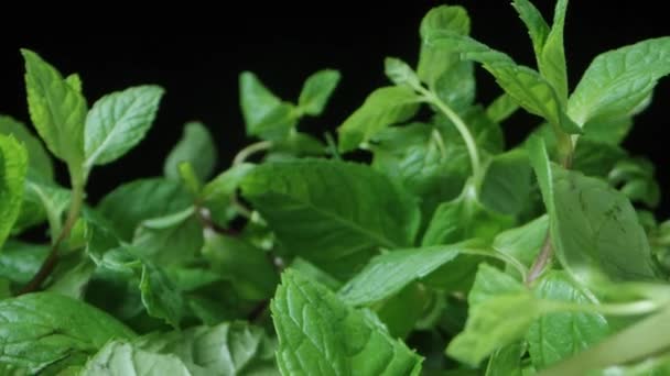 Mint Bush Camera Moves Away Pluck Top Mint Leaves Dolly — Stock Video