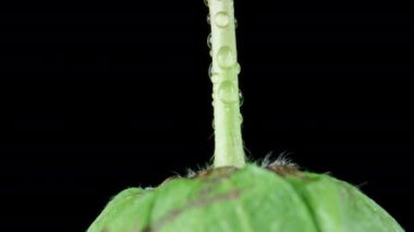 Su damlacıkları olan yeşil bir ağaç dalı. Siyah arka planda rotasyon. Çilekli makro..