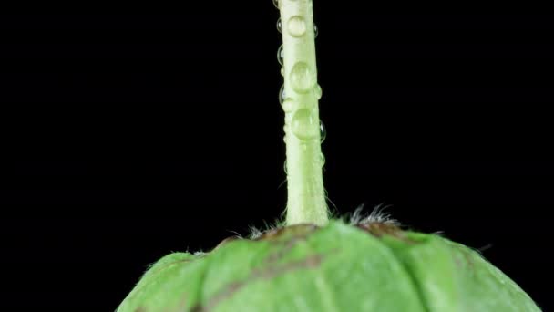 水滴が付いている植物の緑のひねり 黒い背景で回転する ストロベリーマクロ — ストック動画