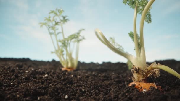 Twee Wortelen Groeien Het Kale Verlaten Land Groene Toppen Steken — Stockvideo