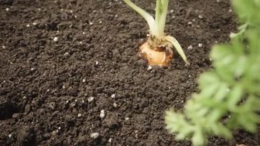 Yerdeki havucun üst görüntüsü. Odak geri kayıyor, yakın plan. Kaydır