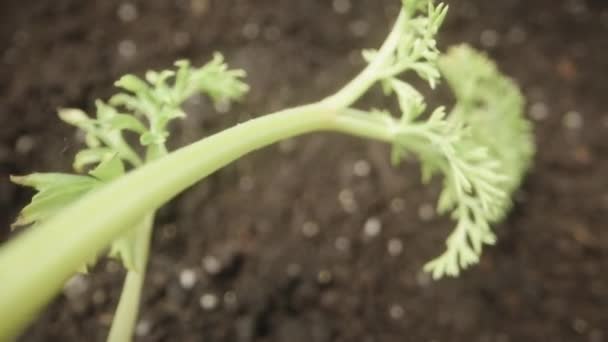 Cámara Desliza Hacia Atrás Sobre Parte Superior Las Zanahorias Suelo — Vídeo de stock