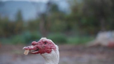 Kırmızı topak kafalı bir Moskovalı ördek bir parça ekmek yutmaya çalışır ve yapraklar. Yavaş çekim.