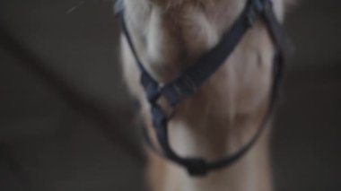 Farklı göz renklerine sahip beyaz bir at başını sallıyor, yavaş çekimde yakın plan..