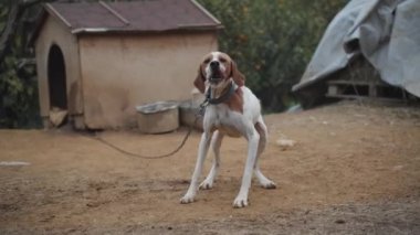 Zincirlenmiş bir av köpeği, o çok ince ve kemikleri görünür, beni gördüğüne sevinir ve daireler çizer, ağır çekimde koşar.