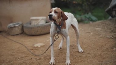 Güçsüz bir av köpeği zincirle bağlanmış kuyruğunu sallıyor, ağır çekimde..