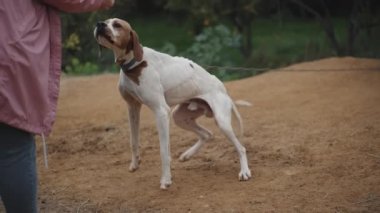 Zayıf bir köpek zincire bağlıdır, kemikleri görünür. İnsanları gördüğüne seviniyor ve ellerini yalıyor..