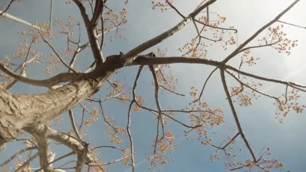 Uma Árvore Seca Com Frutos Azedarach Melia Contra Fundo Céu — Vídeo de Stock