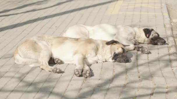 Δύο Άστεγα Σκυλιά Κοιμούνται Στον Ήλιο Ένα Πλακάκι Στο Πεζοδρόμιο — Αρχείο Βίντεο