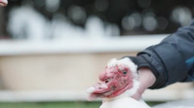 Muscovy ördeklerini elimle boynundan tuttum, bundan hoşlanmadı, kafasını çevirdi ve kaçmaya çalıştı..
