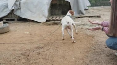 Av köpeğinin cins köpeği. Zincirle dolaşıyor. Kuyruğunu sallıyor ve kadın onu okşuyor..