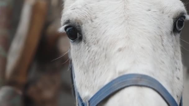 Ein Weißes Pferd Zaumzeug Mit Anderer Augenfarbe Schaut Mich Aus — Stockvideo